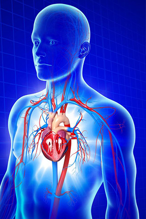 Cardiology & Vascular Research