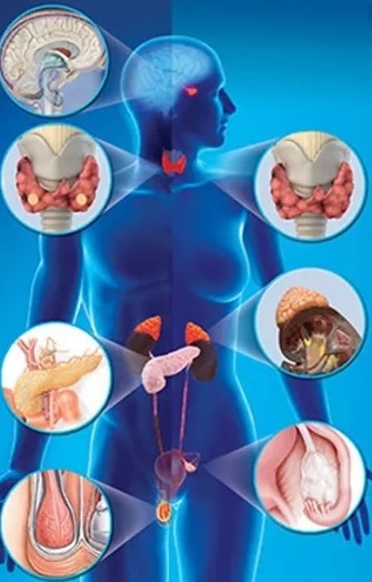 Endocrinology, Metabolism and Nutrition